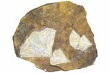 Wide Multiple Fossil Ginkgo Leaf Plate - North Dakota #78086-1